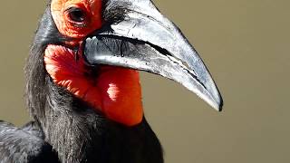 Südlicher Hornrabe Bucorvus leadbeateri Zoo Schönbrunn – Panasonic Lumix DCFZ 82 Superzoom [upl. by Sitnerp487]