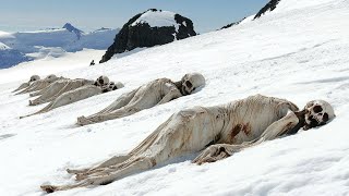 This Antarctic Discovery Has Scientists Scrambling – Could This Change Everything [upl. by Marozik]