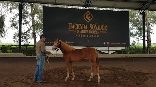 Open House de la Asociación Mexicana de Caballos de Cala  Potrillada [upl. by Godber]