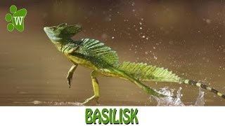 Basilisk  The Jesus Christ Lizard [upl. by Adiraf192]