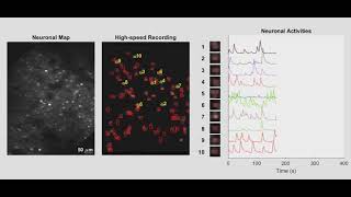 InVivo Imaging of the Neuronal Activity in Mouse Primary Visual Cortex [upl. by Landmeier]