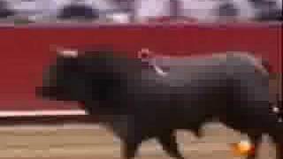 bull in stands [upl. by Josefina476]