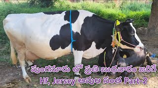 Best Hf Jersey cows in Punganur Cow Market [upl. by Guimar]