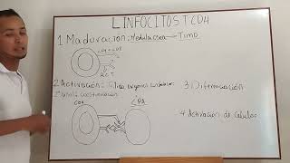 Activación de Linfocitos T CD4 [upl. by Greenland]