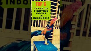 Top 6 Jenis Ayam Laga Terbaikyoutubeshorts viralvideo shorts chicken ayam rooster pecintaayam [upl. by Kcirdnekal35]