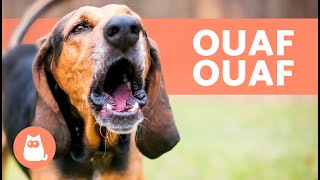 Meilleures vidéos de CHIENS QUI ABOIENT FORT 🐶🔊 Aboiements de chiens les plus DRÔLES [upl. by Roshelle]