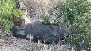 🦁 WildDrama Lion Takes Down Warthog 🐗 [upl. by Nelg]