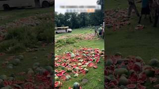 why people throw watermelons [upl. by Milda]