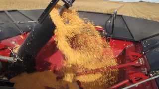 Johnson Harvesting 2013 N of Evansville picking corn [upl. by Aicnilav]