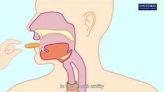 Animation 61 Swallowing and peristalsis [upl. by Enriqueta]