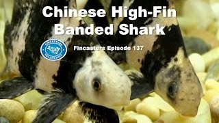 Chinese HighFin Banded Shark Fincasters Episode 137 [upl. by Ariaec]