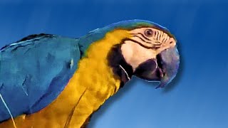 CANTO DA ARARA CANINDÉ Som das Araras 🎶🦜 [upl. by Anahsat]