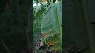 Sigatoka disease of banana Sagunagro [upl. by Lemert]