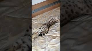 FUNNY CAT F1 Savannah cat Fee crawling like a snake 🐅🐍🐈 cuddling and very affectionate ❤️❤️❤️ sweet [upl. by Tirreg279]