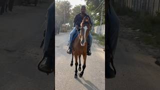 On road horse riding youtubeshortsyoutubereelshorsehorselovernewviral viralvideoshortsshor [upl. by Paquito]