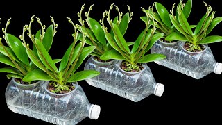 The secret to growing orchids in water bottles Flowers bloom profusely and never have root rot [upl. by Remled]