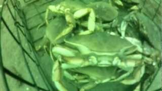 Crabbing with a GoPro in the Puget Sound Everett Wa [upl. by Iemaj834]