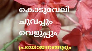 Koduveliകൊടുവേലി വെളുപ്പുംചുവപ്പും [upl. by Ayahsey]