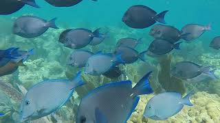 Florida Keys Coral Reefs  Looe Key Reef [upl. by Ariamoy]