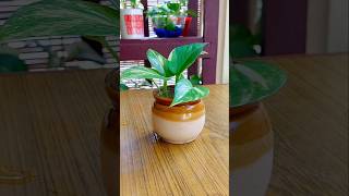 Pothos indoor propagation diy pothos waterplants pothospropagation shorts [upl. by Akehsar]