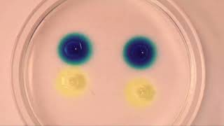 TimeLapse diffusion molécules dans une gélose principe utilisé dans la technique dOuchterlony [upl. by Anifad371]