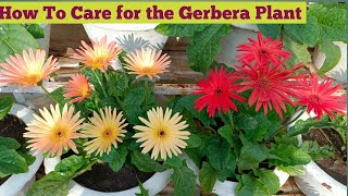 How To Care for Gerbera Plant😘 [upl. by Machos]