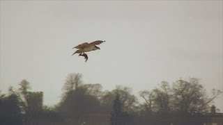 Rutland Ospreys The Ospreys Return to Manton Bay [upl. by Siryt]