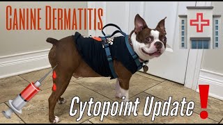 Canine Dermatitis Cytopoint Updates Stop The Itching [upl. by Avner]