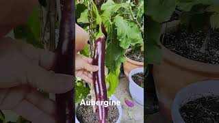 Aubergine 🍆 homegrown talong aubergine containergardening [upl. by Bein]