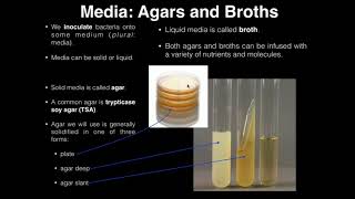 Lab Exercise 1 Introduction to Microbiology [upl. by Norvil]