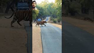 Big tiger cross the road tiger forest wildlife animals rahulrox01 youtubeshorts shorts trend [upl. by Marinelli624]