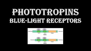 Phototropins Blue light receptors [upl. by Rehportsirhc509]