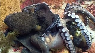 Octopus Fight  Reef Life of the Andaman  Part 25 [upl. by Norb]