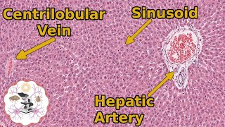 Learn Liver Histology The Basics You Need to Know [upl. by Ednutey487]