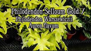 Philodendron Selloum Gold  Philodendron warszewiczii aurea flavum Plant Review [upl. by Duyne]