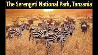 The Serengeti National Park  Tanzania [upl. by Eugine]