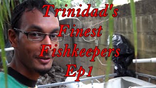 Trinidads Finest FishKeepers  Virindras Koi Ponds [upl. by Arel]