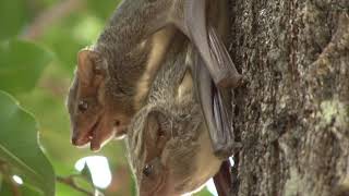 Mauritian Tomb Bats mating and squeaking on a tree trunk in daylight [upl. by Ocirnor451]