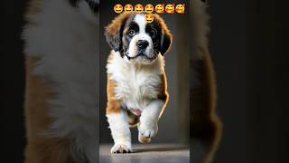 St Bernard Puppy Fun Facts 🤩🤩🤩🥰🎶 beats music instrumental hiphop typebeat beatstore trapbea [upl. by Cower]