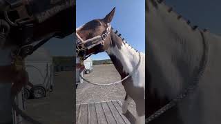 Turniervlog🐴🧡 pferdemädchen reiterpferdeponiesfyp [upl. by Akselav723]