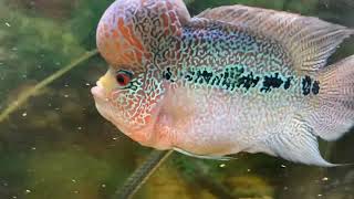 Flowerhorn Cichlid [upl. by Xer123]