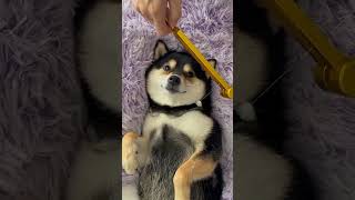 SO CUTE AND RELAXING DOG doglover dog dogs viralvideo trending trendingvideo short cutedog [upl. by Cozza]