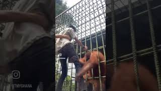 Orangutans grabs man orangutan animals zoo help usa [upl. by Sublett]