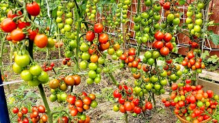 Planting Cherry Tomatoes from Seedlings to Harvest [upl. by Fabria]