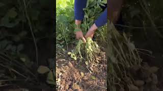 RT 87655433333339333333 mini rotary tillage and ridging allin one tree 🌲 short view rogatorshorts [upl. by Otaner]