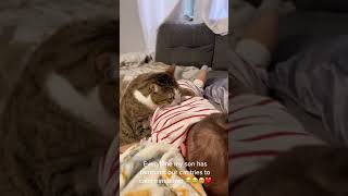 Pet Cat Comforts Crying Toddler  1421618 [upl. by Cirdla53]