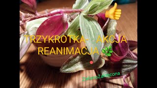 TRZYKROTKA  AKCJA REANIMACJA Cz II [upl. by Anawal478]