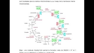 BIOCH  Métabolisme des glucides [upl. by Divaj983]