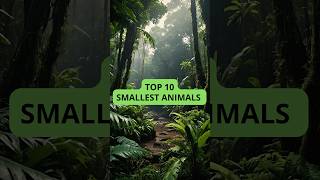 Top 10 SMALLEST Animals  Wildlife Wonders [upl. by Nnairb]