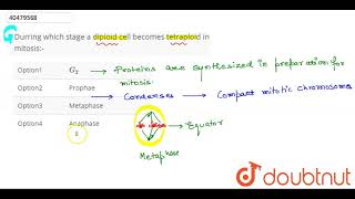 Durring which stage a diploid cell becomes tetraploid in mitosis [upl. by Swee]